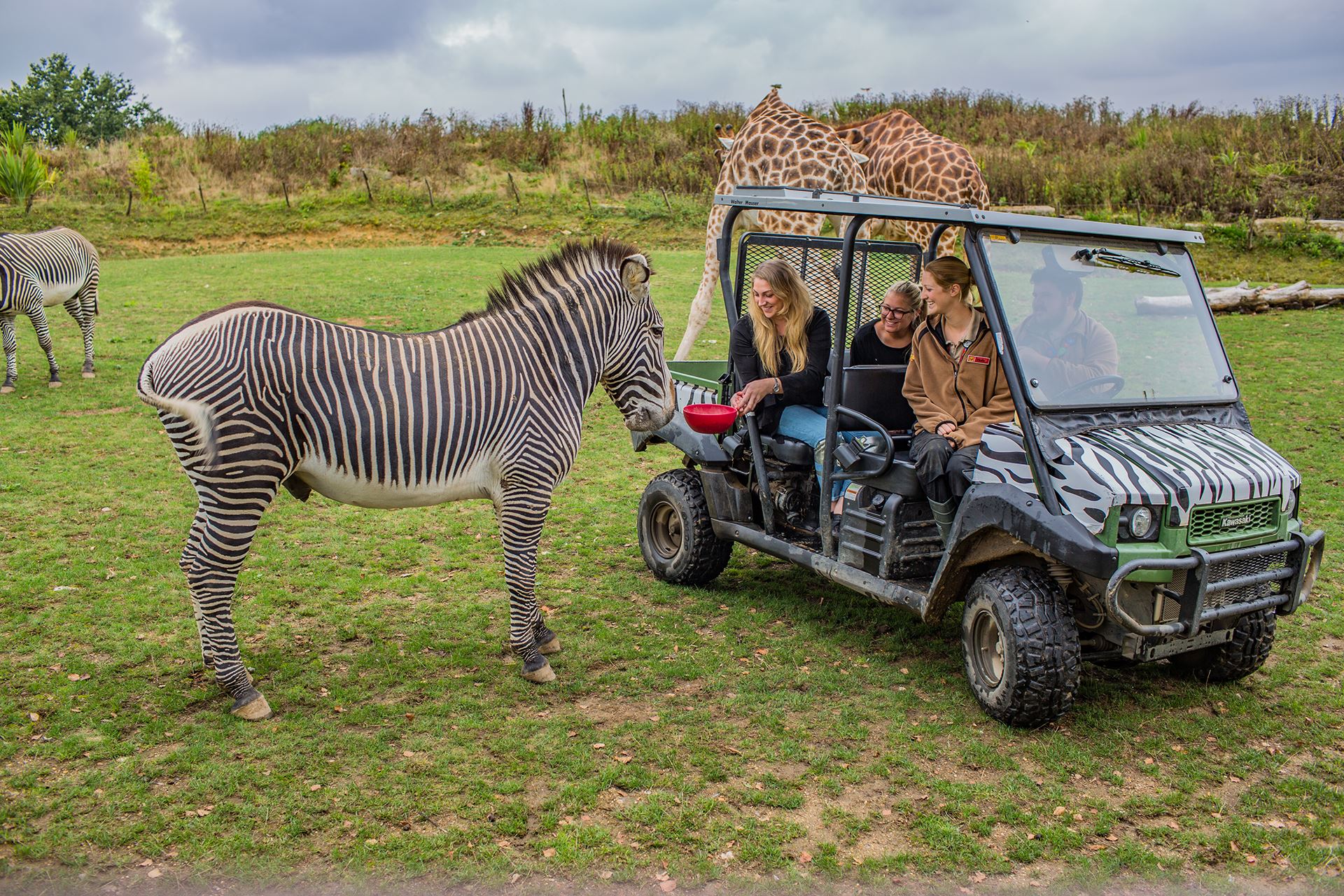 VIP Zebra Feeding Experience at Chessington