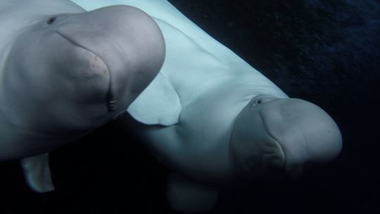 Beluga Whales