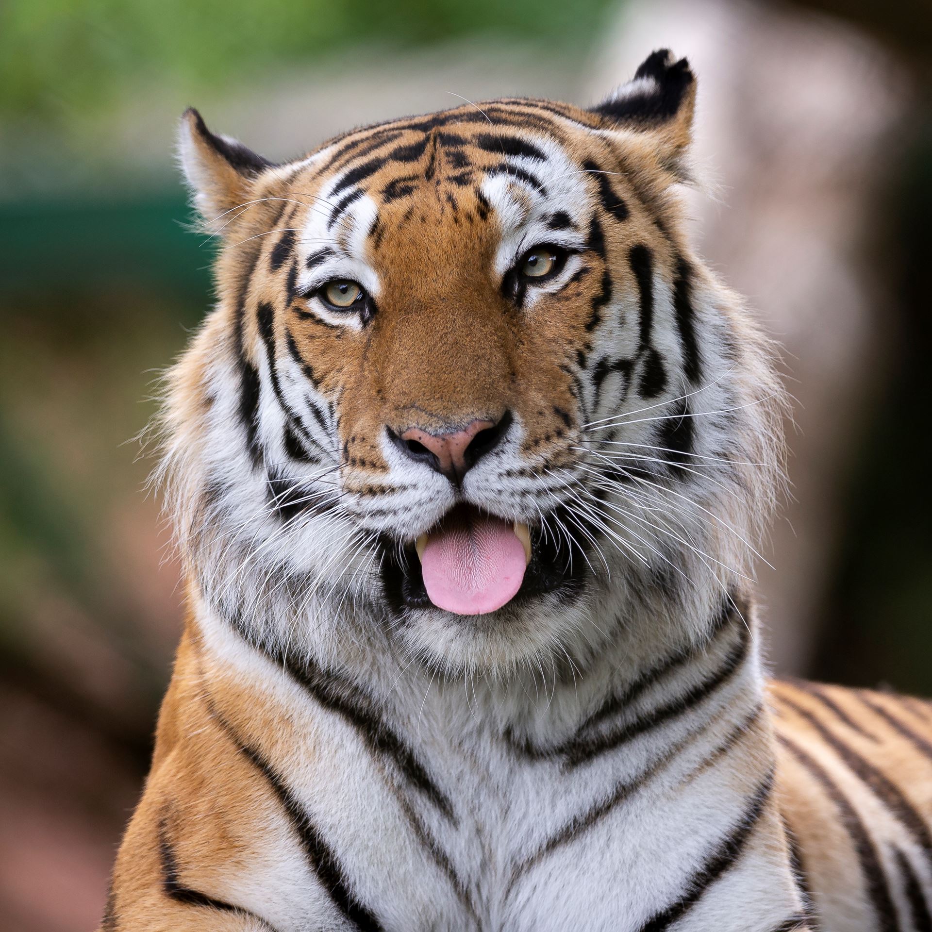 Marwell Tiger