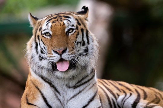 Marwell Tiger