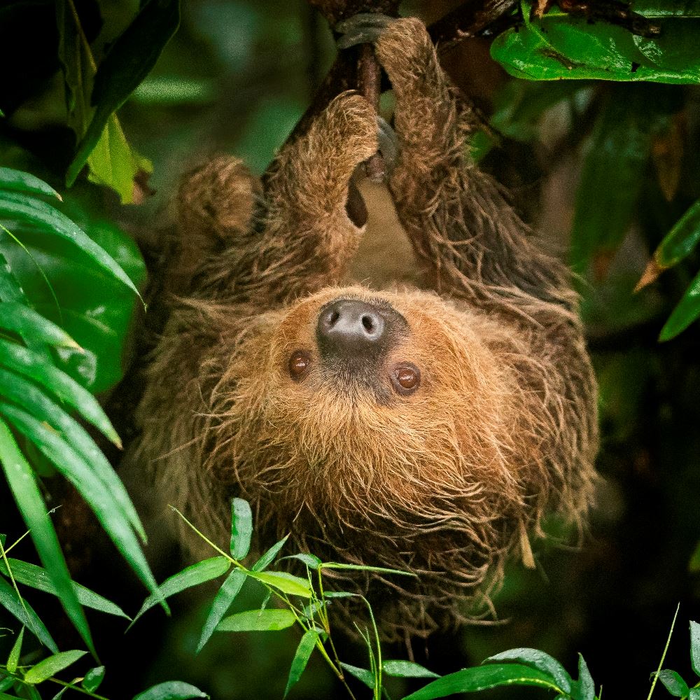 Sloth