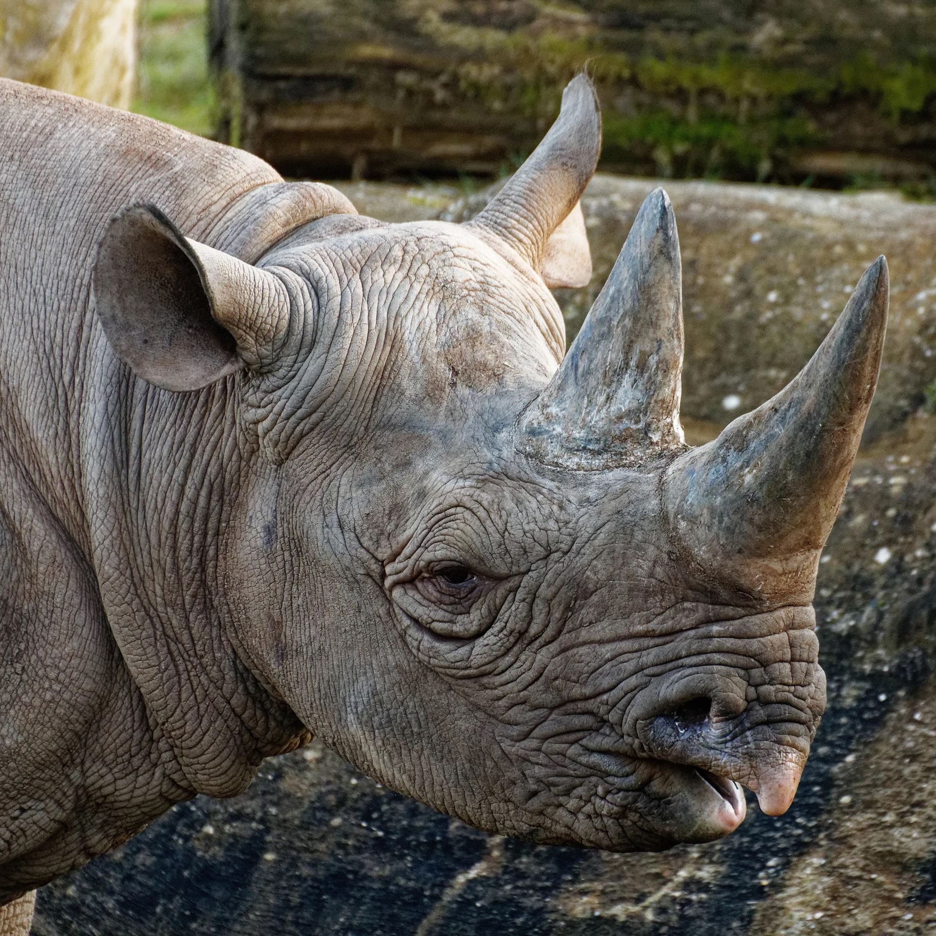 Twycross Zoo Eastern Black Rhino