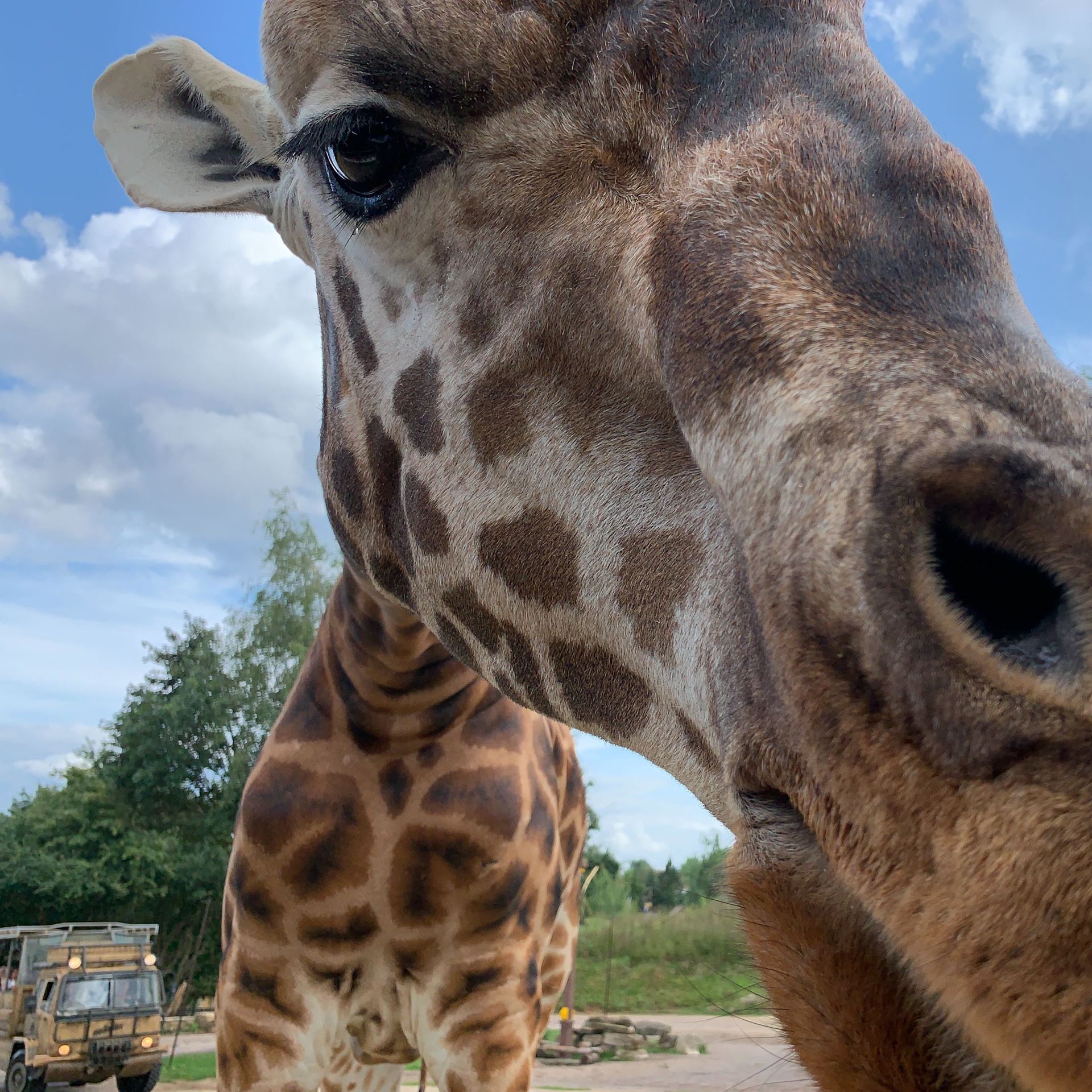 Feeding the Giraffes at Chessington