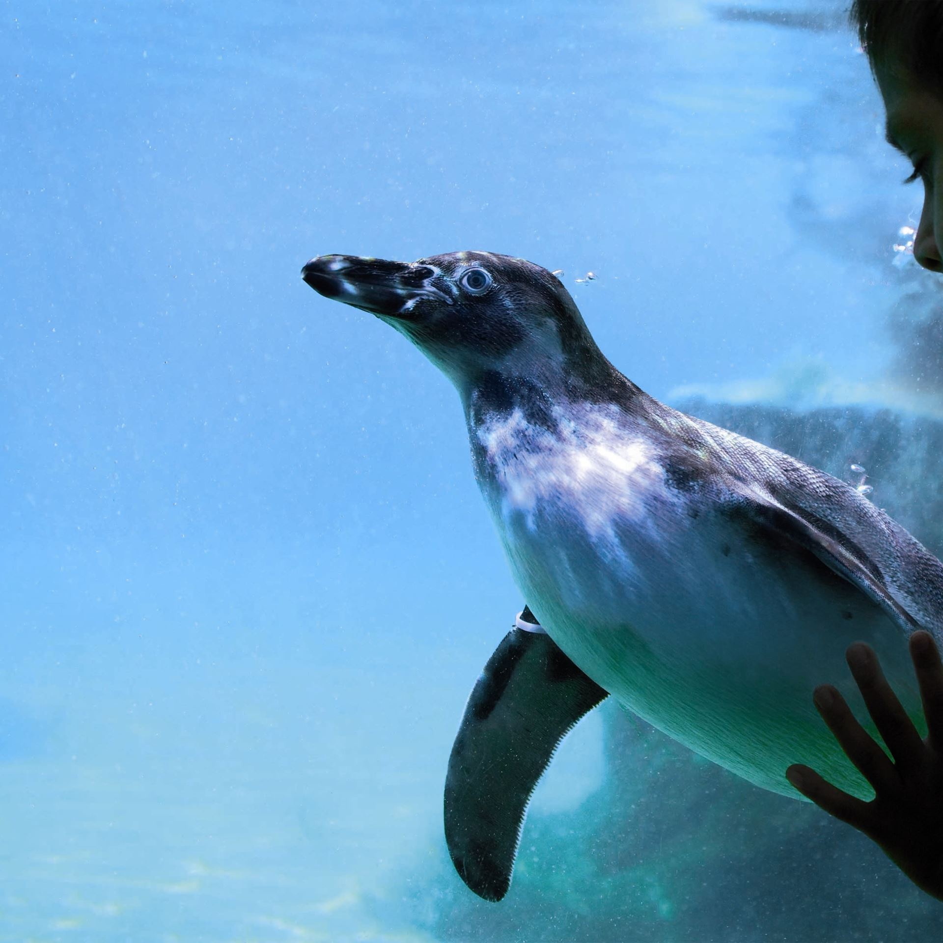 Penguin at Marwell Zoo